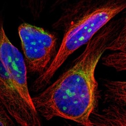 RESF1 Antibody, Novus Biologicals 0.1mL; Unlabeled:Antibodies, Polyclonal